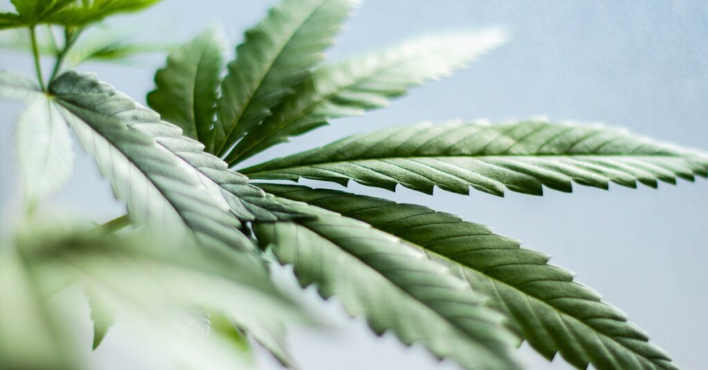 Hemp Plant